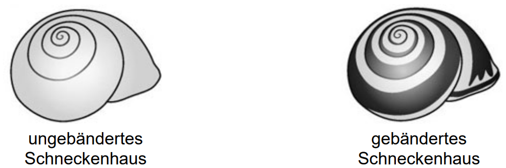 Zwei Schneckenhäuser: links ungebändert, rechts gebändert